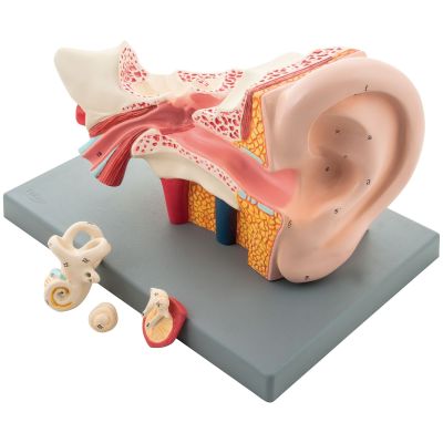 HUMAN EAR