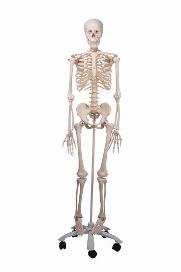 FULL SIZE PLASTIC SKELETON WITH STAND