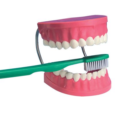 DENTAL CARE MODEL