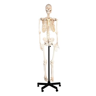 HUMAN SKELETON WITH STAND 150CM