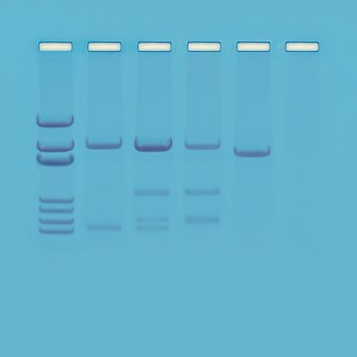 DNA PATERNITY TESTING SIMULATION