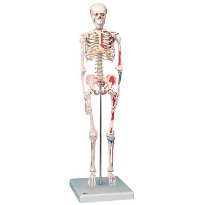 MAX 1-2 SIZE HUMAN SKELETON