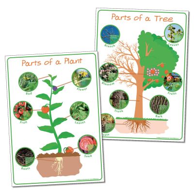 PARTS OF PLANT AND TREE POSTER