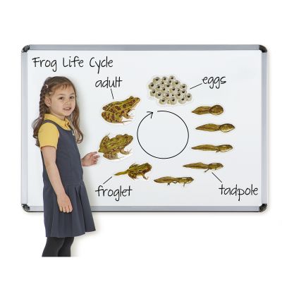 GIANT MAGNETIC FROG LIFE CYCLE