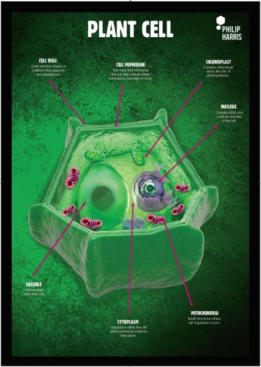 PLANT CELLS POSTER