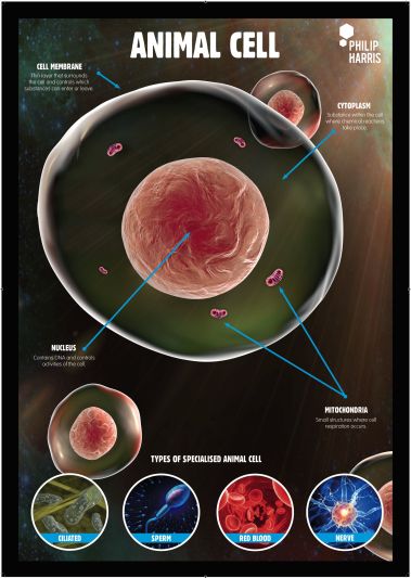 ANIMAL CELLS POSTER