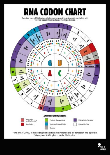 RNA CODON POSTER