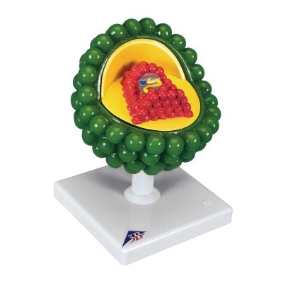 HIV VIRUS - MODEL