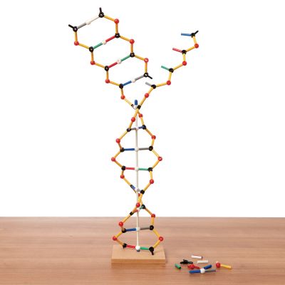 DNA RNA MODEL KIT