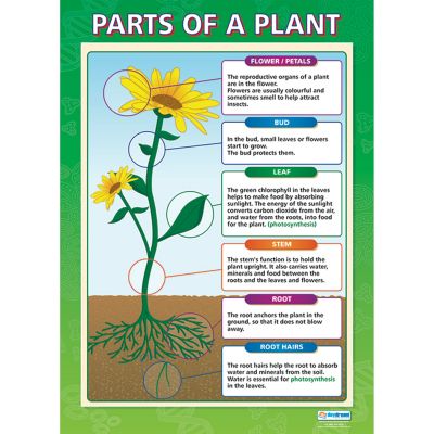 PLANTS POSTERS A1