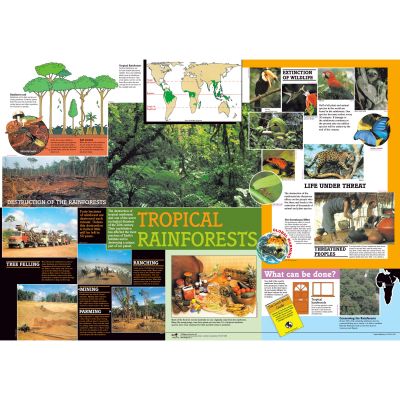 TROPICAL RAINFOREST POSTER