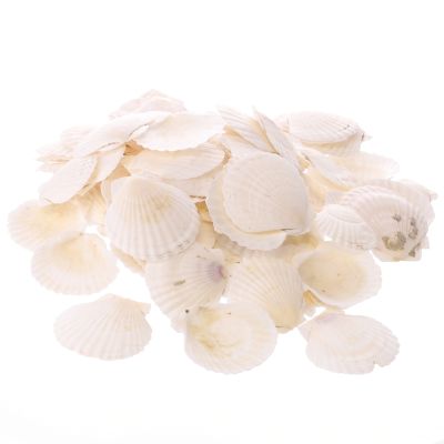 BOX OF SCALLOP SHELLS