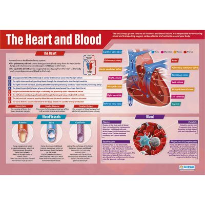 HEART AND BLOOD POSTER