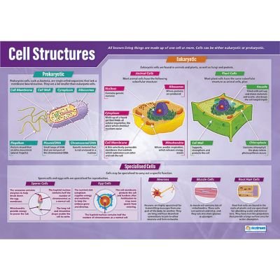 CELL STRUCTURES POSTER