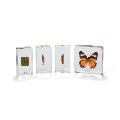 MINI BEASTS BUTTERFLY LIFE CYCLE