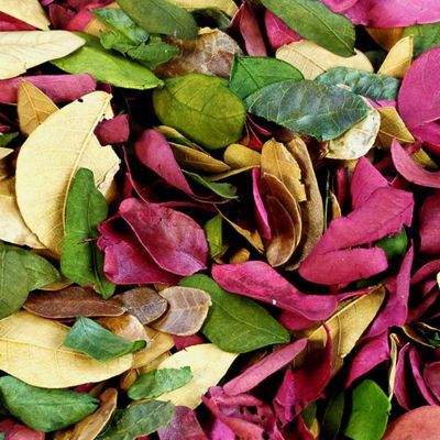 DRIED COLOURED LEAVES - 50G