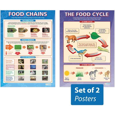 THE FOOD CYCLE FOOD CHAINS POSTERS