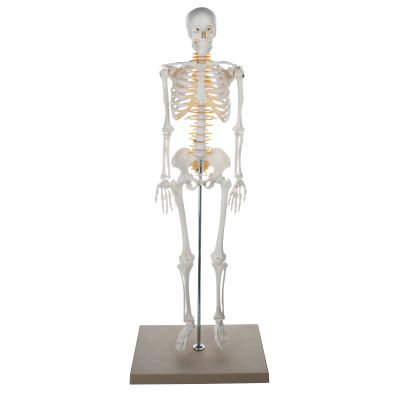 HALF SIZE SKELETON