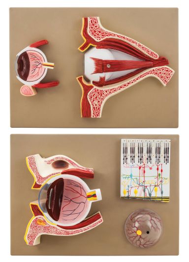 MODEL HUMAN EYE  MODEL - 5 SECTIONS