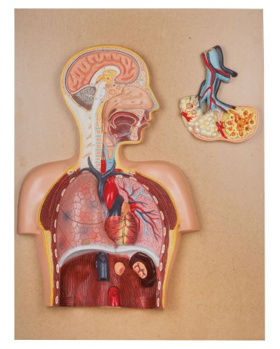 MODEL RESPIRATORY SYSTEM