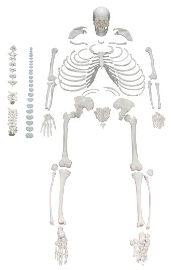 DISARTICULATED HUMAN SKELETON - LIFE SIZ