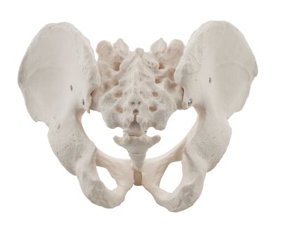 MALE PELVIS MODEL