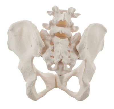 FEMALE PELVIS MODEL