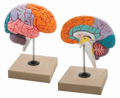 MODEL LOBES OF BRAIN