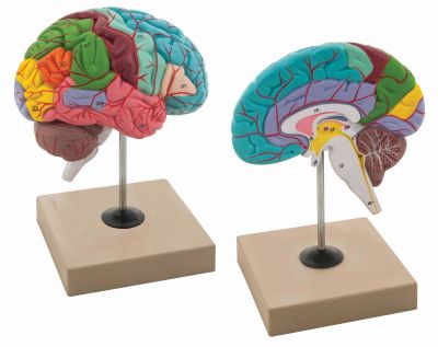 FUNCTIONING OF BRAIN MODEL