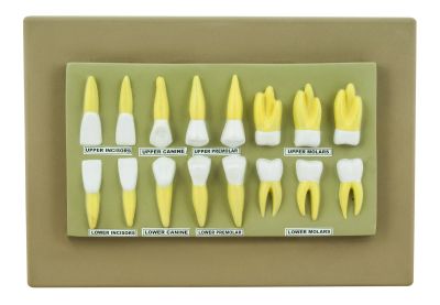 HUMAN TEETH: DISPLAY MODEL