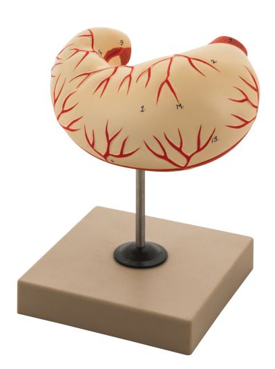 HUMAN STOMACH MODEL - LIFE SIZE