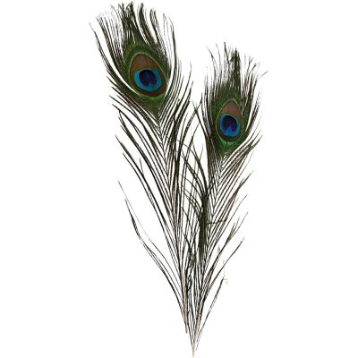 PEACOCK FEATHERS - PACK OF 10