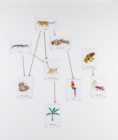 FOOD CHAIN AMAZON RAINFOREST MAGNETIC TI