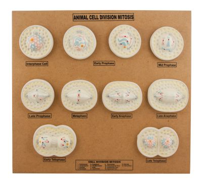 MODEL ANIMAL CELL DIVISION MITOSIS