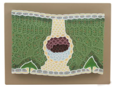 MODEL DICOT LEAF V.S.